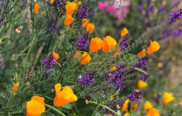 Diversity, Inclusion, and Equity Company Growth